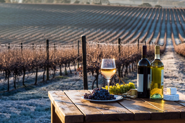 Passende Weine zu den vier Jahreszeiten