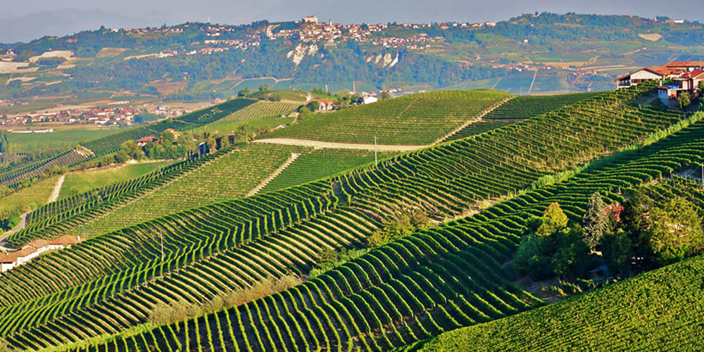 Typische italienische Landschaft mit Weinanbau auf grünen weitläufigen Weinfeldern.
