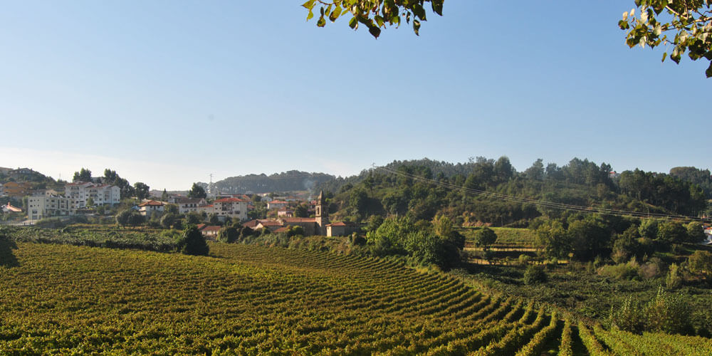 Landschaft mit Weinanpflanzung im Weinanbauregion Vinho Verde in Portugal