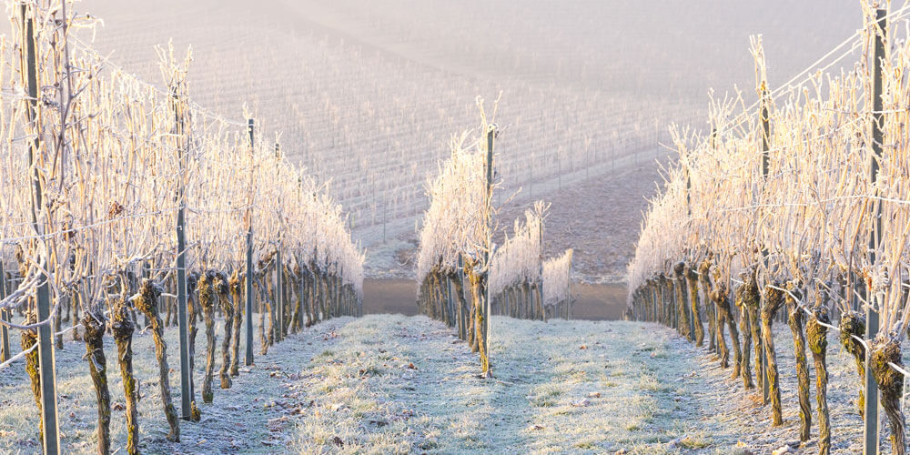 Blick durch winterliche Rebgänge im Weinberg