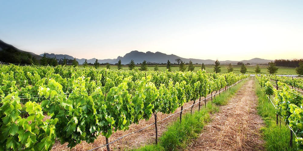 Landschaft in der Weinanbauregion Paarl in Südafrika