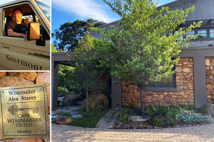 Syrah Weine zum Highlight Preis