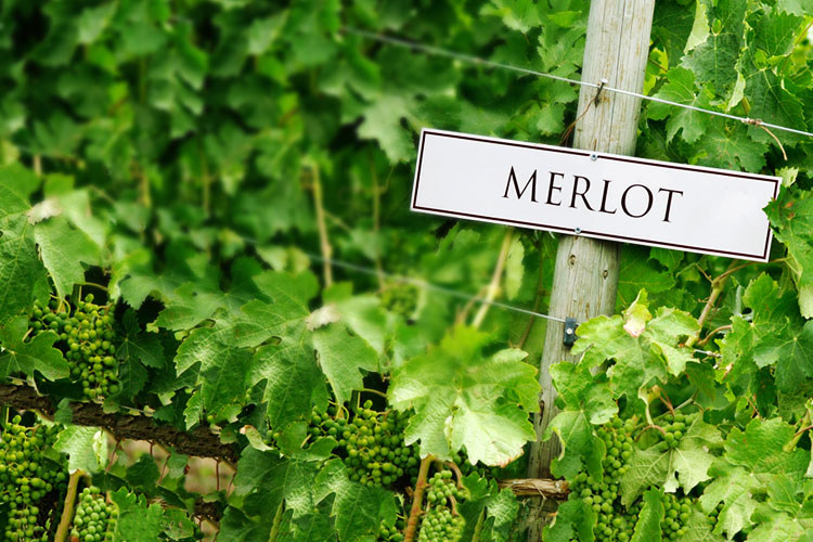 Newsletter Angebote der Woche