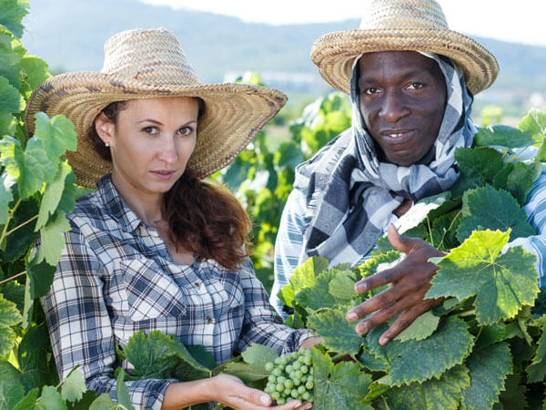 Fairtrade - Weine mit besonders hohen Ansprüchen