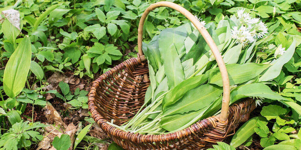  Frisch gesammelter Bärlauch im Weidenkorb