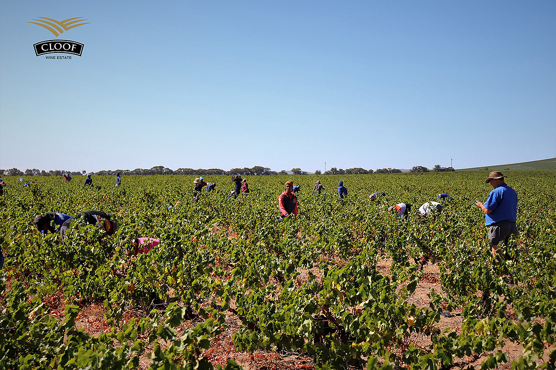 Cloof Wine Estate