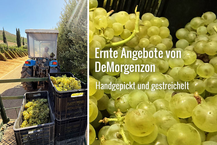 Newsletter Angebote der Woche