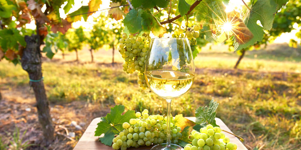 Stimmungsvolles Bild mit einem Glas Weißwein vor einem sonnendurchfluteten Weinfeld
