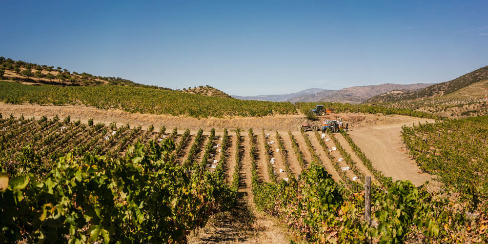 Landschaft in der Weinanbauregion Porto in Portugal