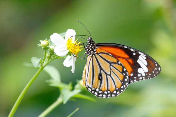 blume-schmetterling blume-schmetterling