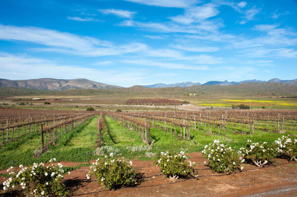 robertson_winelands robertson_winelands
