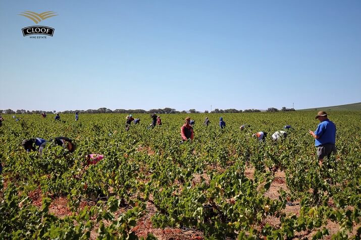 Cloof Wine Estate Cloof Wine Estate