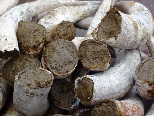 Kuhhorn Kuhhorn