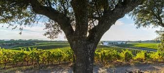 Herdade da Farizoa Herdade da Farizoa