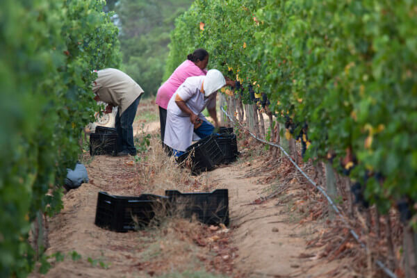 Glenelly_Harvest_007 Glenelly_Harvest_007
