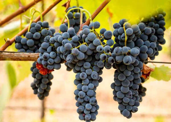 grapes-5583216_1920 grapes-5583216_1920