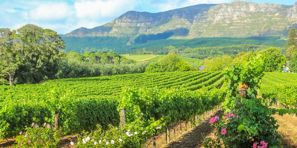 Growing Region Robertson | South Africa Robertson