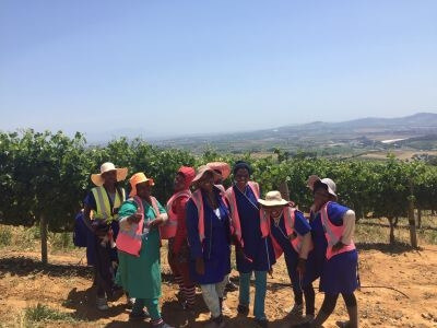 Weinlese_S_dafrika_1 Weinlese_S_dafrika_1