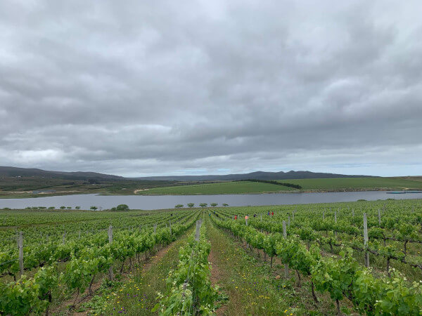 Lomond-Weinberge Lomond-Weinberge