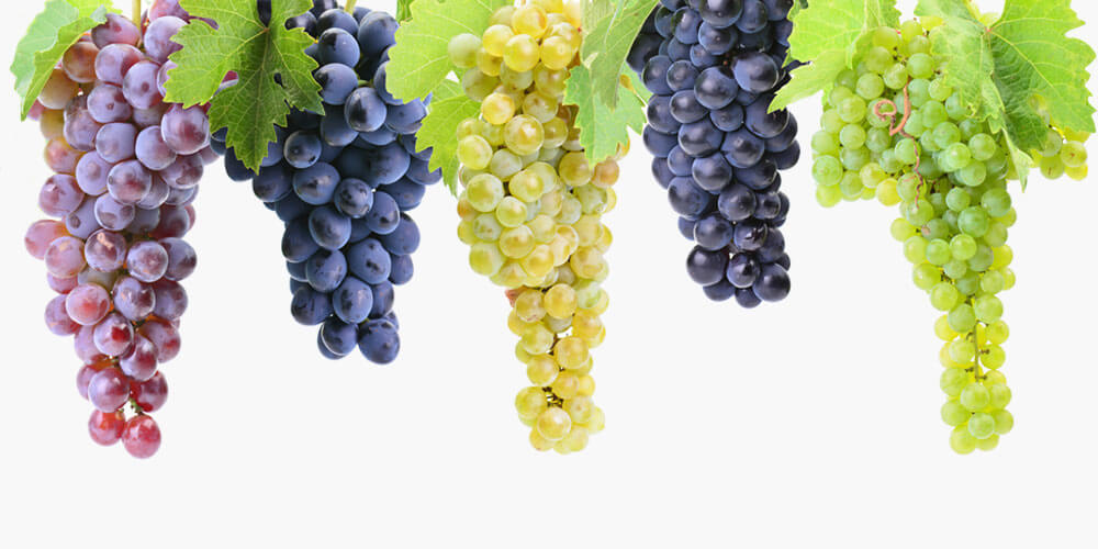 Viognier - Exotisch und blumig Viognier