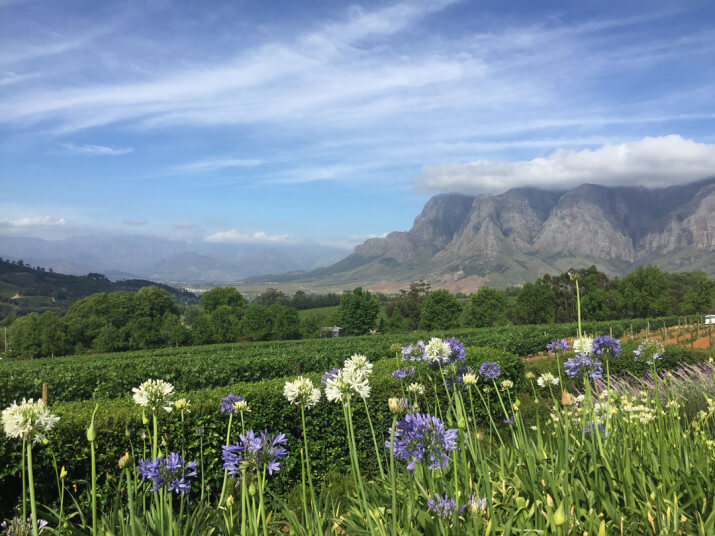 Vergelegen Estate Vergelegen Estate