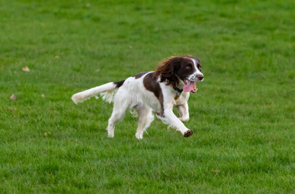 springer_spaniel springer_spaniel