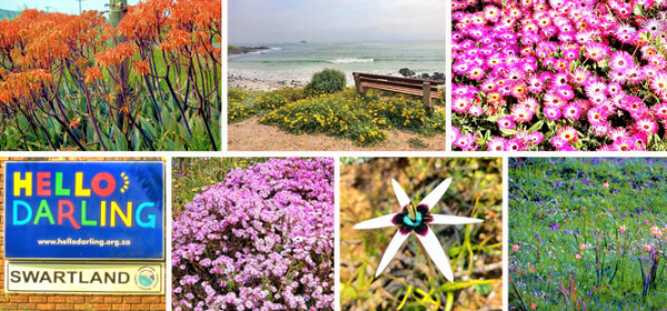 Darling-Wildblumen Darling-Wildblumen
