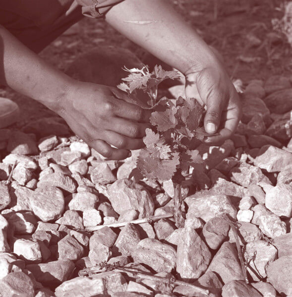 vines-planting vines-planting