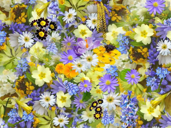 Fr-hlingsblumen Fr-hlingsblumen