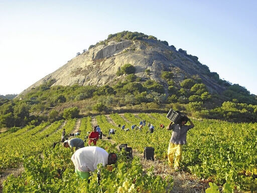 Weinernte_S_dafrika Weinernte_S_dafrika