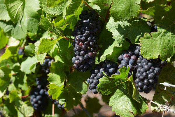 Redwinegrapes Redwinegrapes