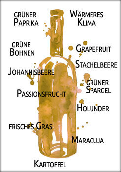 sauvignonblanc sauvignonblanc