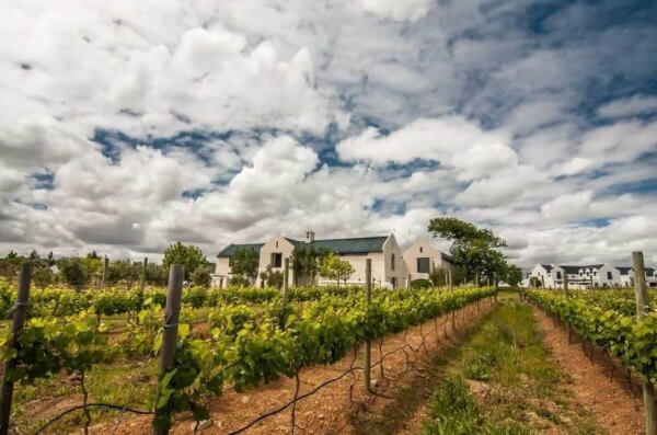 Croydon-Weinberge Croydon-Weinberge