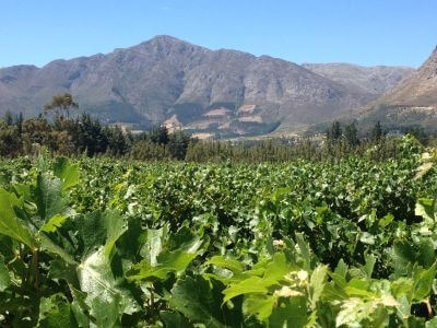 Weinlandschaft_1_bearbeitet Weinlandschaft_1_bearbeitet