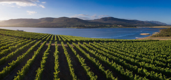 BENGUELA-VINEYARDS BENGUELA-VINEYARDS