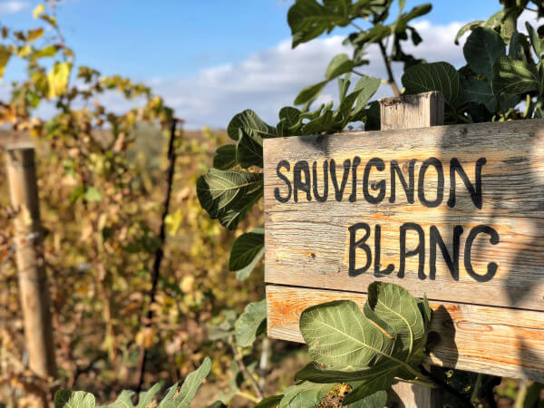 Sauvignon-Blanc Sauvignon-Blanc
