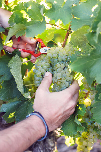 BOUCHARD-CLOSE-UP-OF-PICKERS-HAND BOUCHARD-CLOSE-UP-OF-PICKERS-HAND
